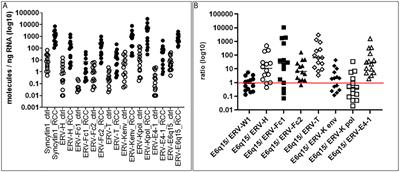 Endogenous Retroviral–K Envelope Is a Novel Tumor Antigen and Prognostic Indicator of Renal Cell Carcinoma